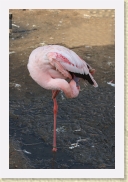 DSC_4211 Flamingo * 354 x 534 * (129KB)